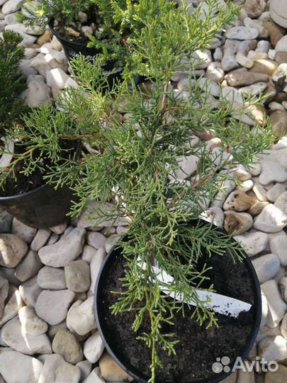 Можжевельник