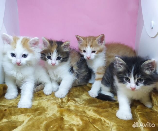 Котята пушистые в дар