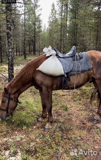 Продам лошадь мерин