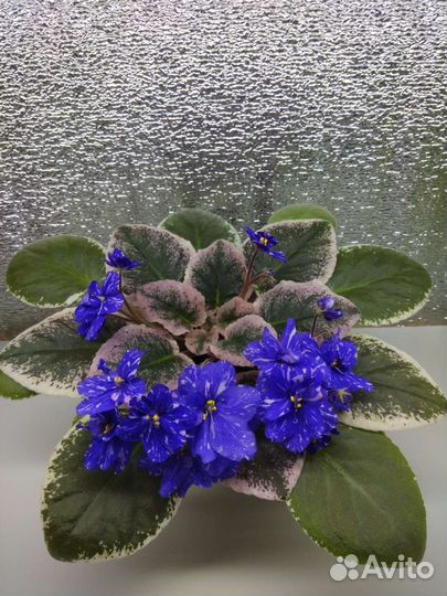 Фиалки селекционные