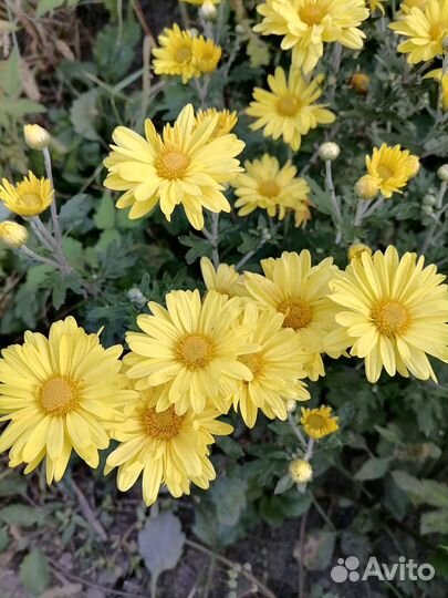 Хризантемы мультифлоры и корейская