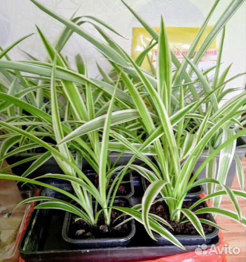 Хлорофитум