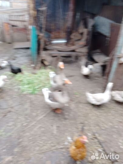 Мускусные утки