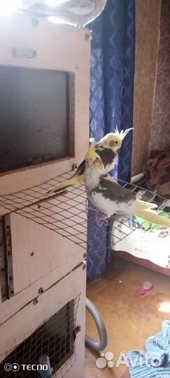 Попугай карелла птенцы