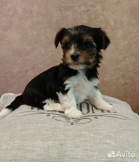 Щенки бивер йорка