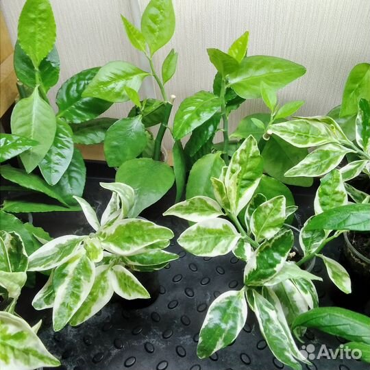 Педилантус