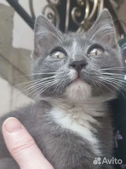 Котята в добрые руки бесплатно