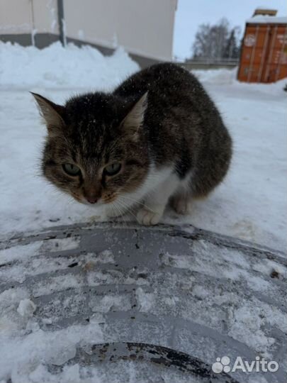 Кошечка мышеловка