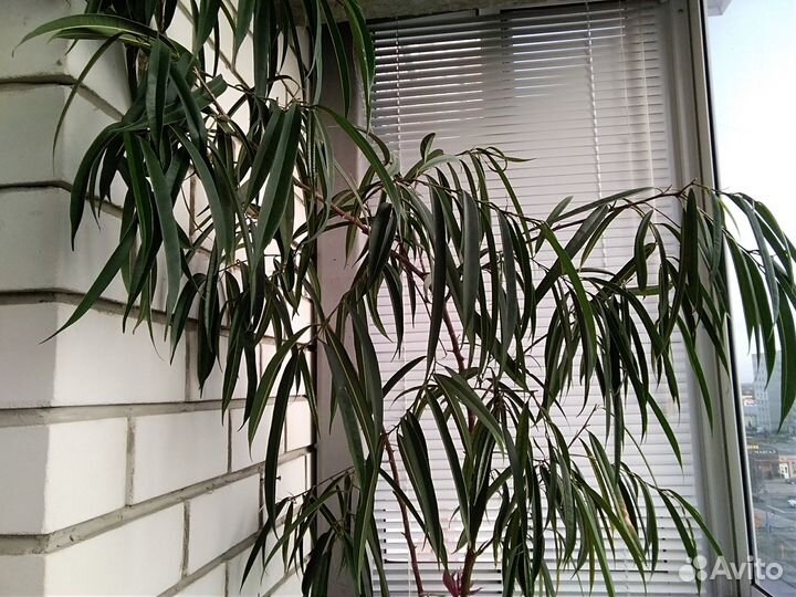 Фикус Али иволистный