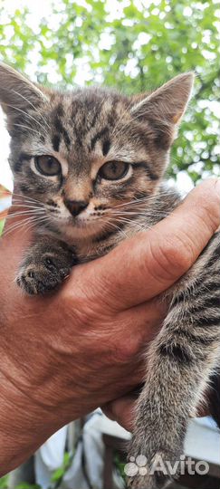 Малыши ищут дом