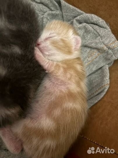 Котятки в добрые руки