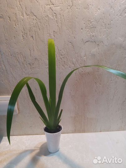 Неомарика. Комнатный ирис