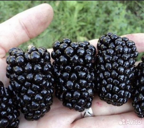 Саженцы ежевики