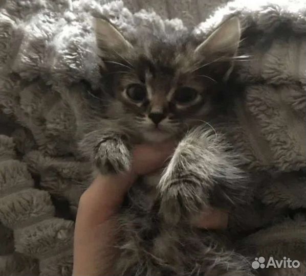 Котята