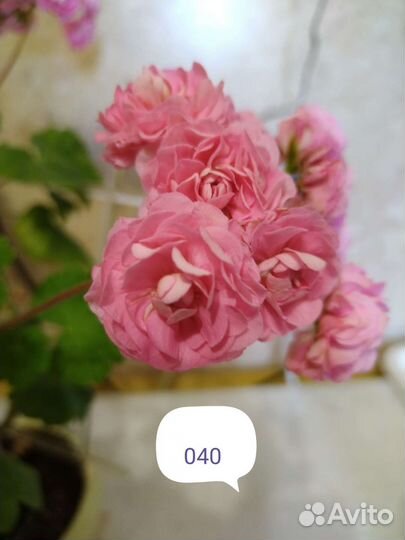 Герань пеларгония розебудная