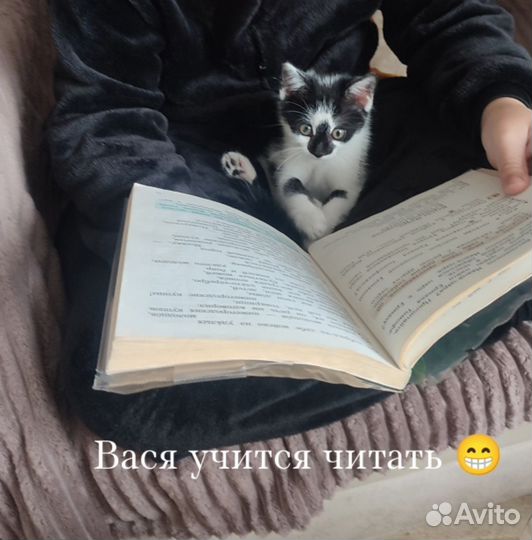 Котик ищет дом