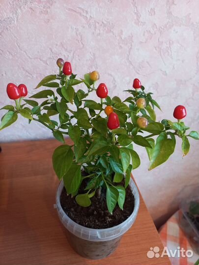 Перец острый комнатный