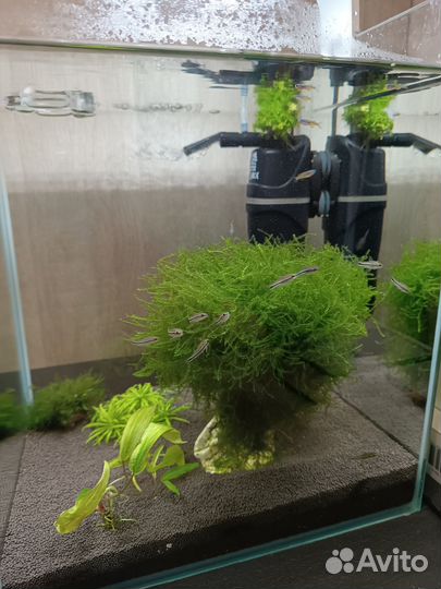 Дерево из мха для аквариума