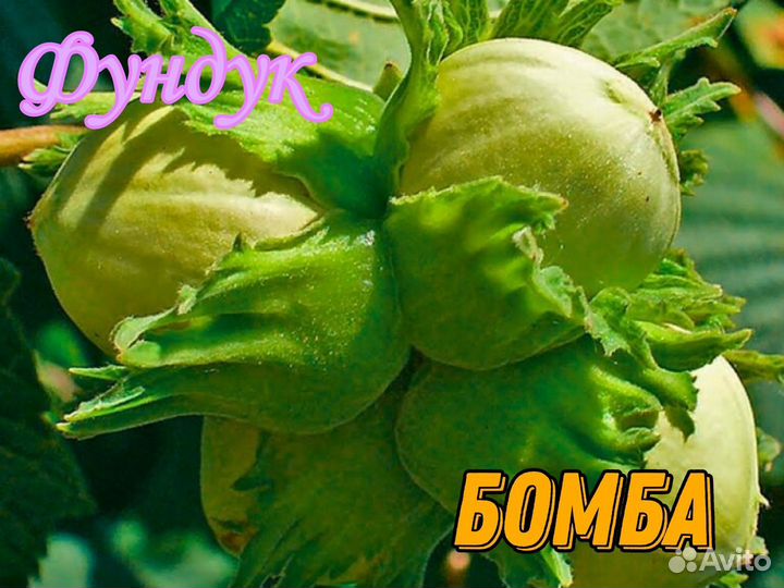 Саженцы орехов