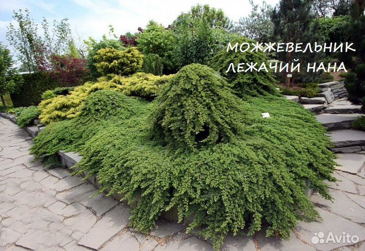 Можжевельники