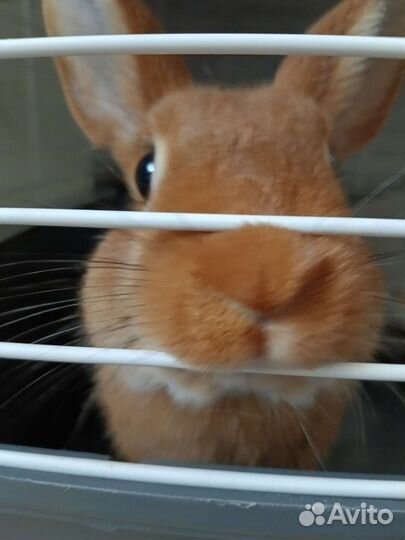 Кролик с клеткой