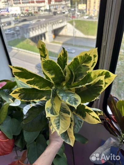 Кротон эбурнеум