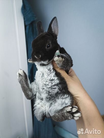 Карликовые крольчата рекс