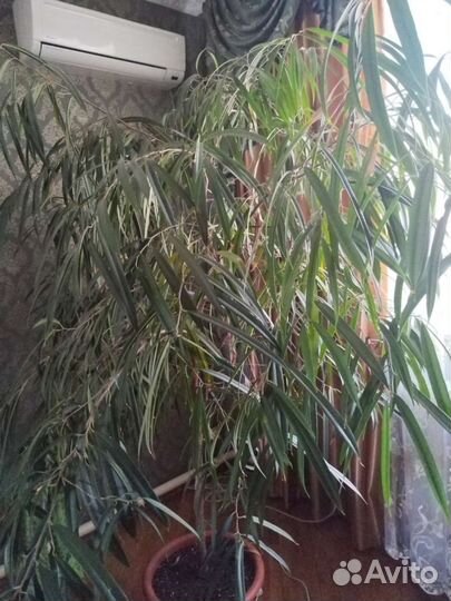 Фикус биннендийка