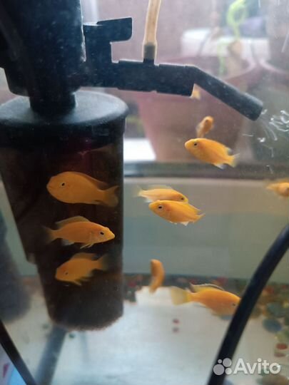 Цихлиды еллоу