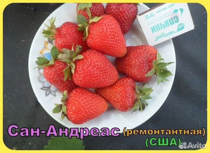 Клубника рассада ксд и нсд