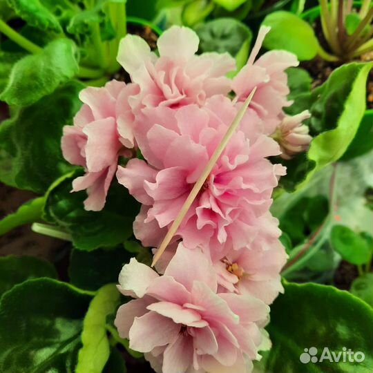 Сортовые фиалки