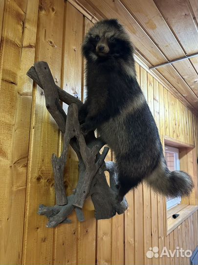 Чучело енота (имитация)