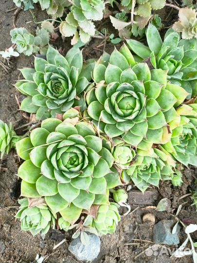 Каменная роза,Хоста