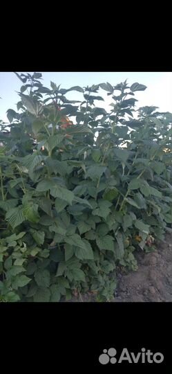 Саженцы малины Краса России