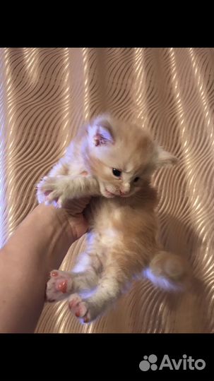 Котята Мей Кун