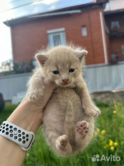 Котята в добрые руки. Метро Тропарево