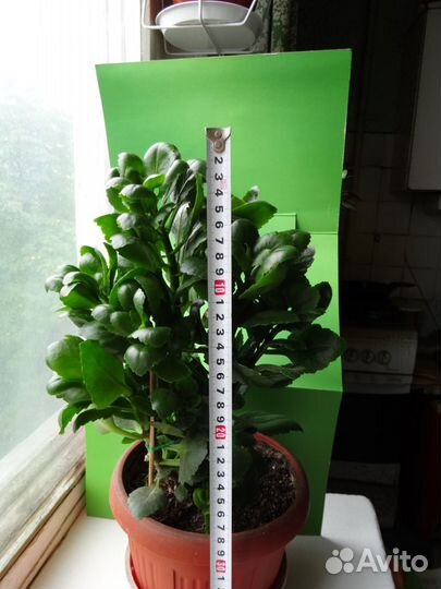 Комнатные растения цветущие