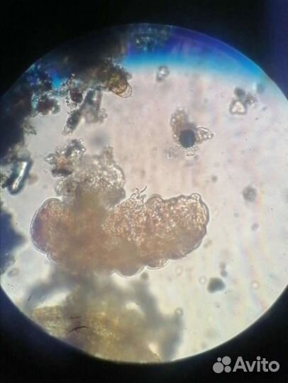 Водяной медведь (тихоходка)