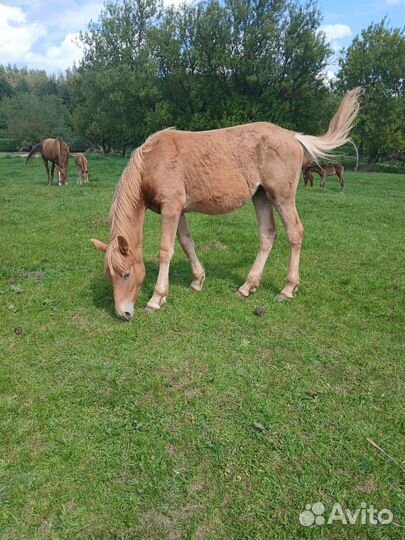 Жеребенок кобылка