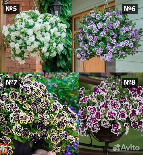 Петуния ампельная вегетативная рассада