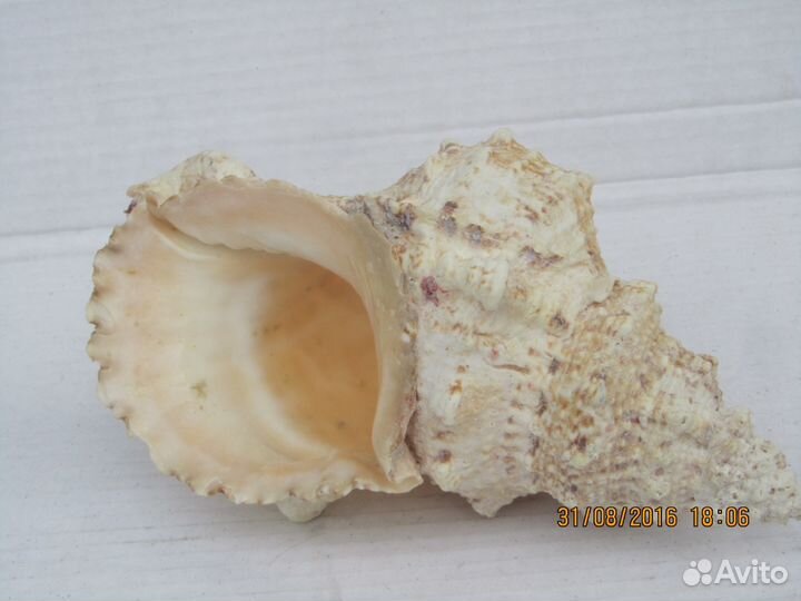 Продаются ракушки