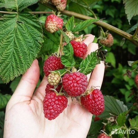 Саженцы ремонтантной малины
