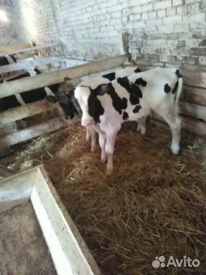 Телята бычки