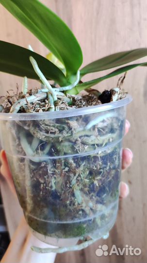 Орхидея Cupid star