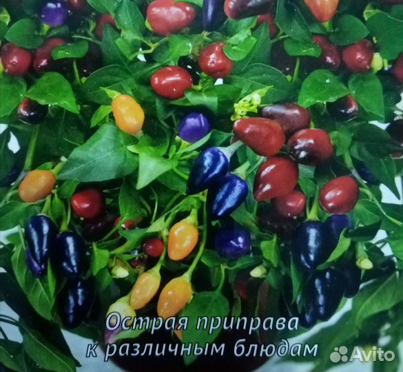 Перец острый 