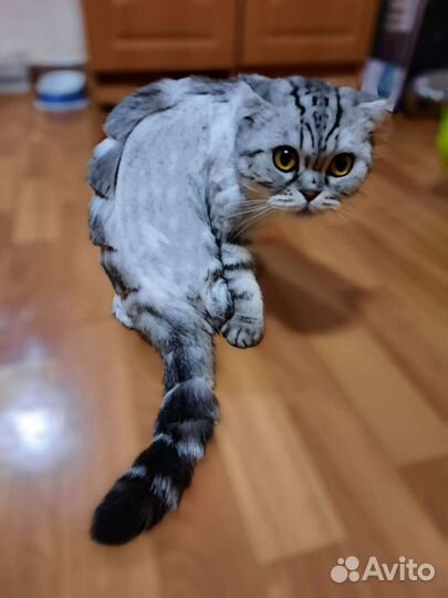 Груминг кошек выезд на дом