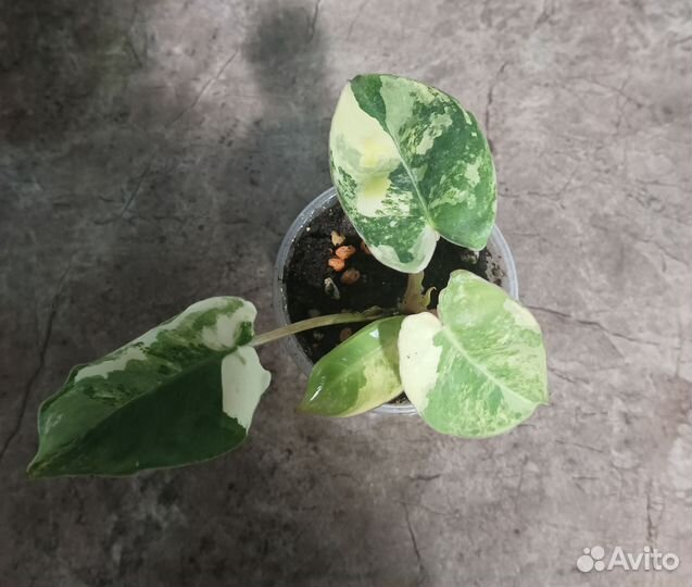 Диффенбахия, филодендрон