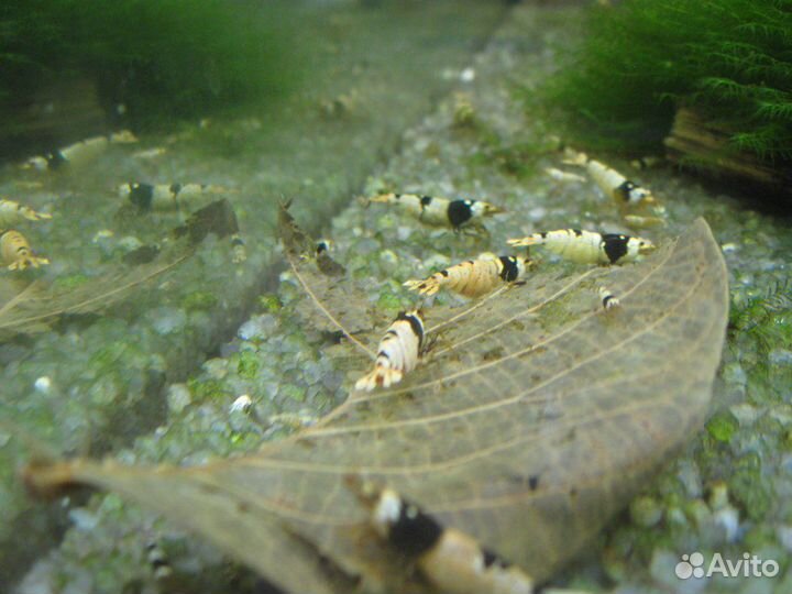 Аквариумная креветка черный кристалл