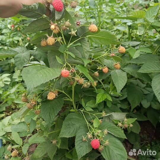 Саженцы малины