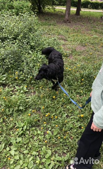 Передержка и уход животных